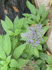 Trachelium caeruleum