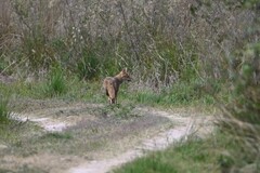 Lycalopex gymnocercus