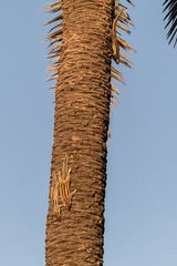 Funambulus pennantii