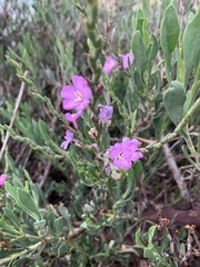Limoniastrum monopetalum