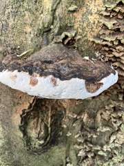 Heterobasidion annosum