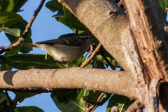 Phylloscopus humei