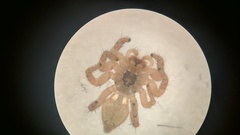 Carrhotus