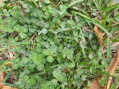 Trifolium hybridum