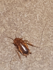 Periplaneta brunnea