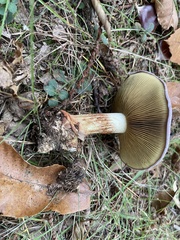 Cortinarius xanthophyllus