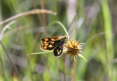 Taractrocera ceramas