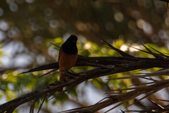 Phoenicurus ochruros