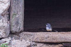 Rhipidura albogularis