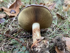 Cortinarius xanthophyllus