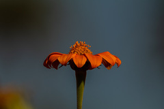 Tithonia