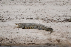 Crocodylus niloticus