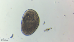 Ophryoglena