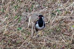 Vanellus indicus