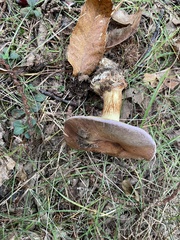Cortinarius xanthophyllus