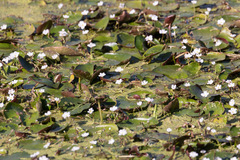 Nymphoides indica