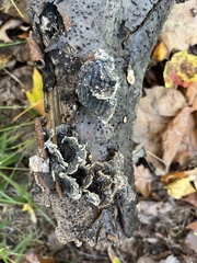Punctularia strigosozonata