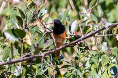 Phoenicurus ochruros