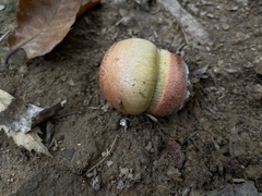 Cortinarius xanthophyllus