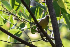 Phylloscopus griseolus
