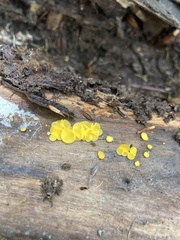 Calycina