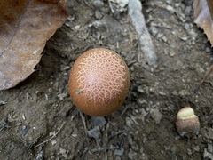 Cortinarius xanthophyllus