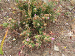 Drosanthemum hispifolium