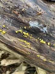 Calycina