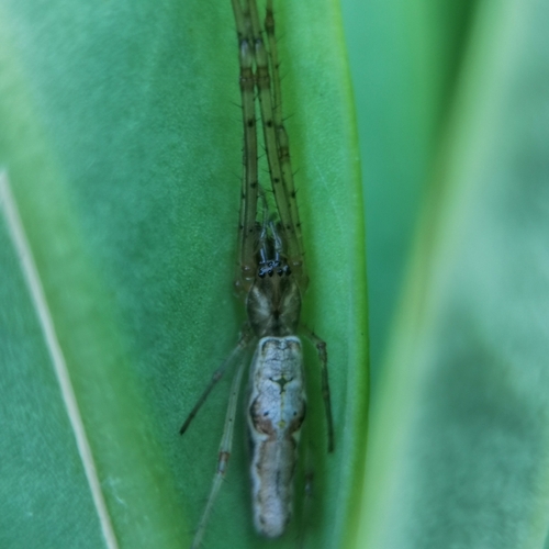 Longjawed orb weavers photo 4
