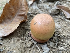 Cortinarius xanthophyllus