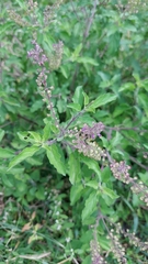 Ocimum