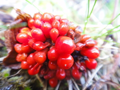 Arisaemateae