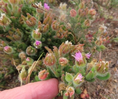 Drosanthemum hispifolium