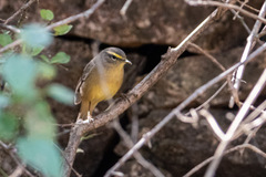 Phylloscopus griseolus