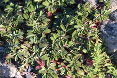 Sibbaldiopsis tridentata