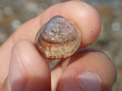 Laevicardium substriatum