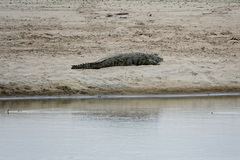Crocodylus niloticus