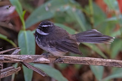 Rhipidura albogularis