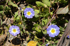 Nolana paradoxa