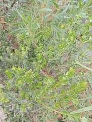 Morella cordifolia