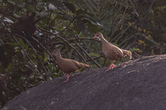 Galloperdix spadicea