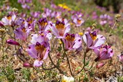 Alstroemeria magnifica magnifica