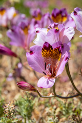 Alstroemeria magnifica magnifica