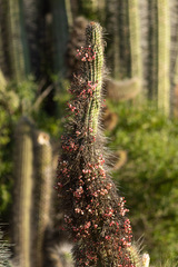 Trichocereus chiloensis
