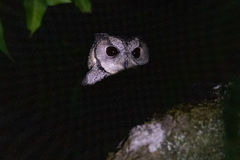 Otus bakkamoena
