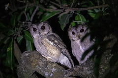 Otus bakkamoena