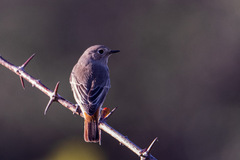 Phoenicurus ochruros