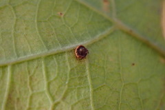 Neuroterus tantulus