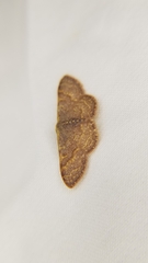 Leptostales pannaria