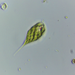 Monomorphina - Photo (c) Phaulactis,  זכויות יוצרים חלקיות (CC BY-NC), הועלה על ידי Phaulactis